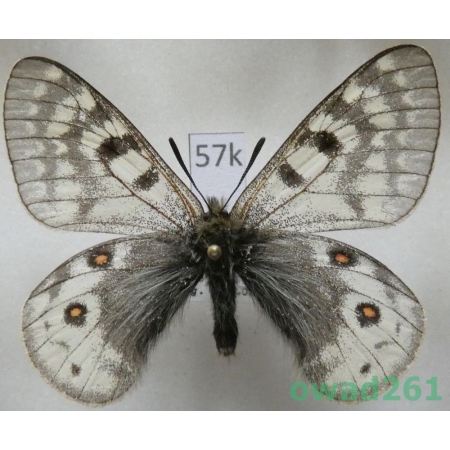 Parnassius acdestis subsp. ohkumai Koiwaya, 1993 China57k